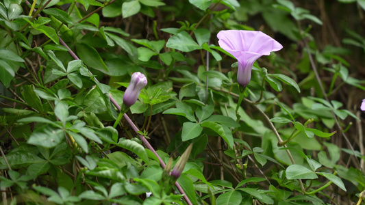 牵牛花实拍视频