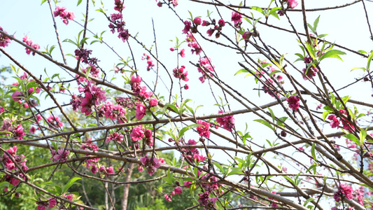 春天桃花盛开视频