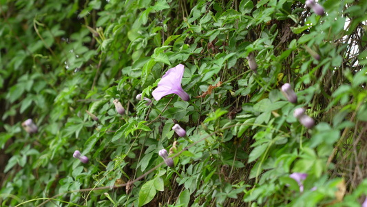 牵牛花实拍视频