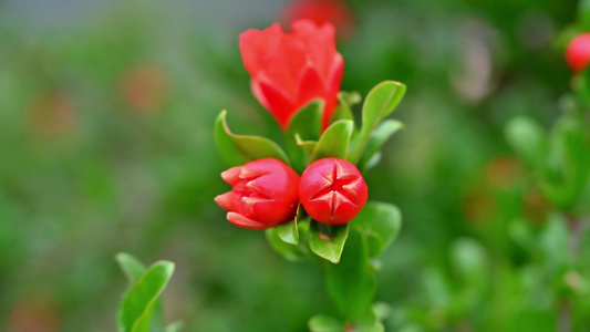 石榴花特写2视频