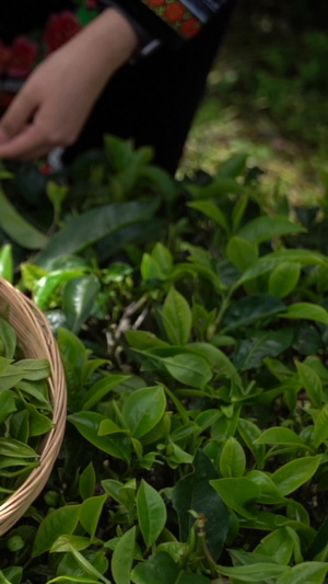 升格少数民族采摘新鲜的茶叶春茶节8秒视频