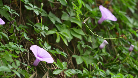 牵牛花实拍视频