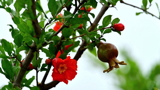 石榴花石榴特写视频