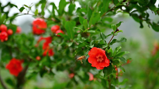 石榴花蜜蜂特写视频