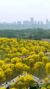 高清竖屏航拍青秀山黄花风铃木花开景象视频