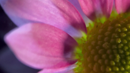 特写雏菊非洲菊视频