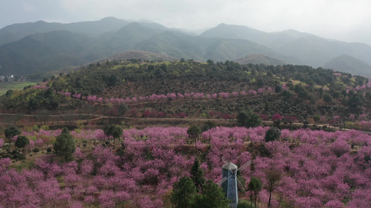 航拍樱花园美丽瞬间视频