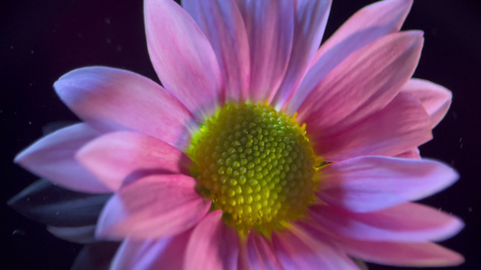 特写雏菊非洲菊视频