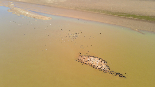 4K航拍鄱阳湖鸟类栖息地野生保护鸟类视频