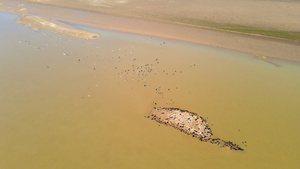 4K航拍鄱阳湖鸟类栖息地野生保护鸟类44秒视频