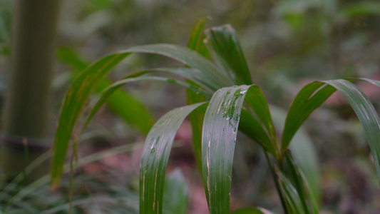  合集 4K意境唯美雨滴落在雨林绿色植物叶片上视频