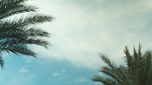 棕榈树与滚动的云时间间隔视频