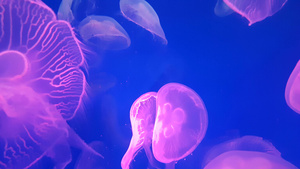 一群荧光粉红色水母在水族馆池中游泳9秒视频