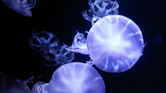 荧光水母在水族馆池中游泳视频