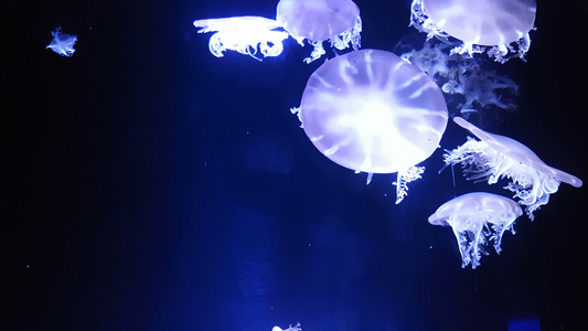 一群荧光水母在水族馆池中游泳视频