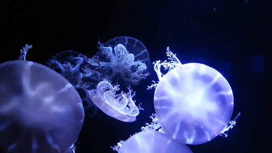 一群荧光水母在水族馆池中游泳视频