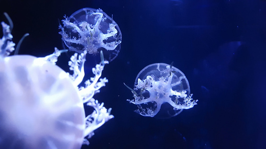 一群荧光水母在水族馆池中游泳视频