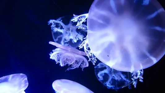 荧光水母在水族馆池中游泳视频