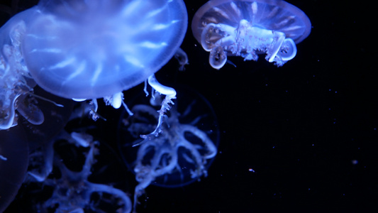 4K。一群荧光水母在水族馆池中游泳。透明水母水下镜头与发光的美杜莎在水中移动。海洋生物壁纸背景视频