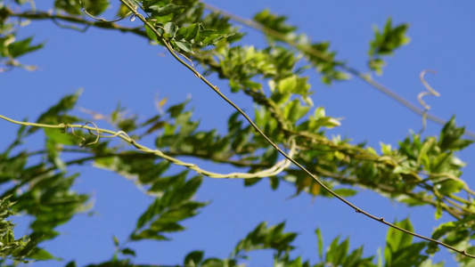 【镜头合集】植物叶子绿叶枝叶空镜风景大自然树叶阳光活力绿色视频