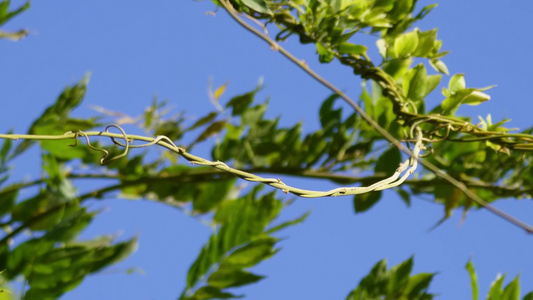 【镜头合集】植物叶子绿叶枝叶空镜风景大自然树叶阳光活力绿色视频