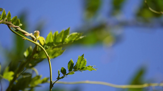 【镜头合集】植物叶子绿叶枝叶空镜风景大自然树叶阳光活力绿色视频