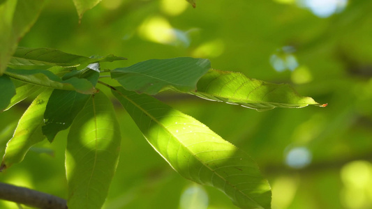 【镜头合集】植物叶子绿叶枝叶空镜风景大自然树叶阳光活力绿色视频