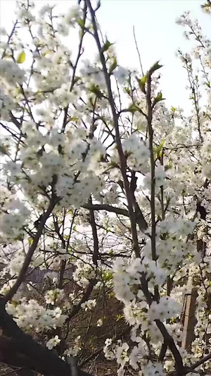 春天盛开的花朵66秒视频