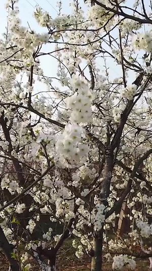 春天盛开的花朵66秒视频