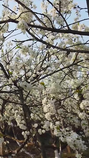 春天盛开的花朵66秒视频