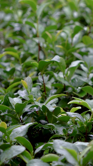 实拍雨水打在茶树叶上手抚摸茶树叶实拍合集春茶节27秒视频