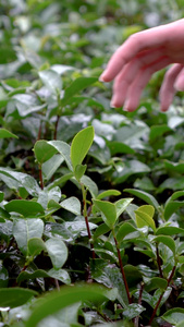 实拍雨水打在茶树叶上手抚摸茶树叶实拍合集茶叶嫩芽视频