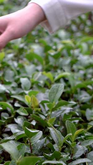 实拍雨水打在茶树叶上手抚摸茶树叶实拍合集茶叶嫩芽27秒视频