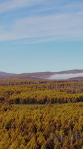 航拍晨雾包围的阿尔山原始森林小镇柴河旅游景区视频