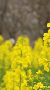 微距拍摄春天黄色油菜花素材生机勃勃视频