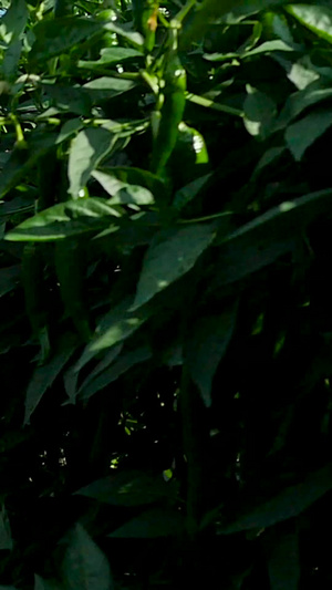 现代农业丰收辣椒农业生产22秒视频