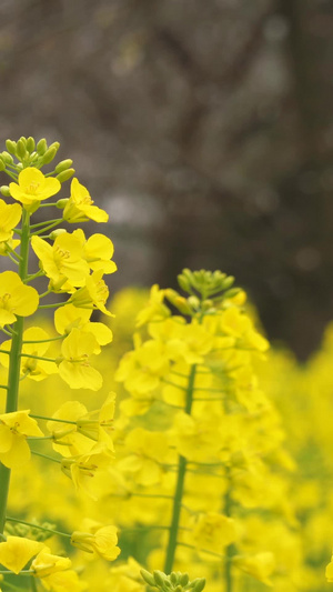 微距拍摄春天黄色油菜花素材城市宣传61秒视频