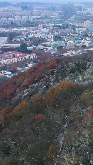 航拍南京国家级5A风景区钟山风景区雪景树木91秒视频