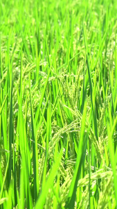 实拍农田里的水稻合集视频