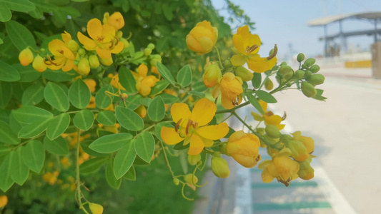 阳光里花儿树叶在风中摇曳[婆娑起舞]视频