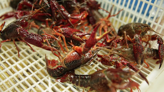 海鲜市场买小龙虾挑选小龙虾视频