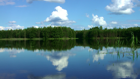 美丽的森林湖,松中有平静的水[迷人]视频