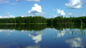 美丽的森林湖,松中有平静的水8秒视频