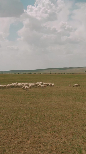 5k航拍蓝天下草原上奔跑移动的羊群内蒙古42秒视频