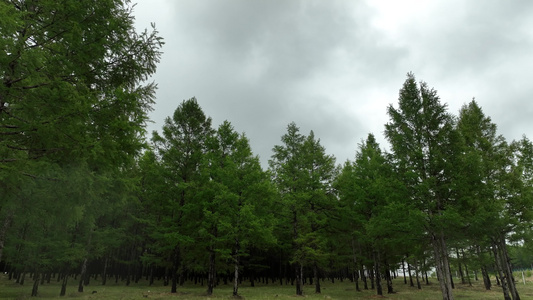 夏日细雨中的松树林视频