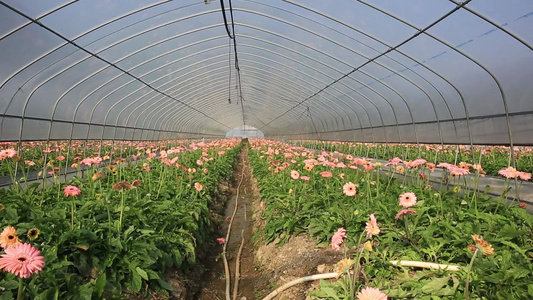 花卉种植太阳花大棚视频