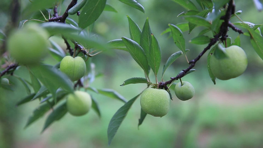 李子种植视频