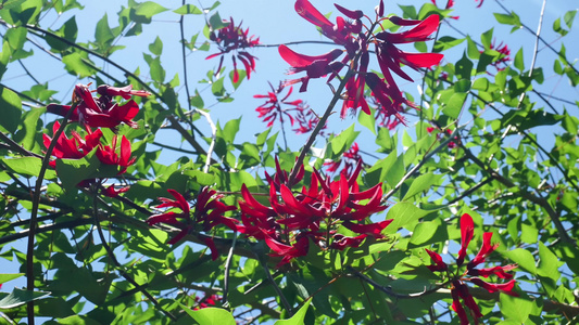 龙牙花牙花花朵花象牙红龙芽花视频