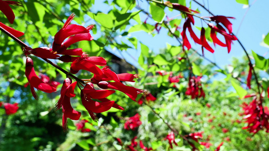 龙牙花牙花花朵花象牙红龙芽花视频