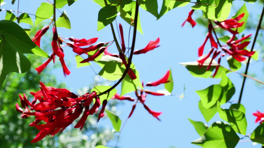 龙牙花牙花花朵花象牙红龙芽花视频